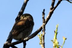 Pygmy -Owl