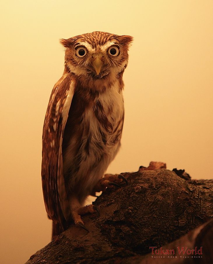 Pygmy-Owl - Glaucidium brasilianum