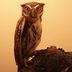 Pygmy-Owl - Glaucidium brasilianum