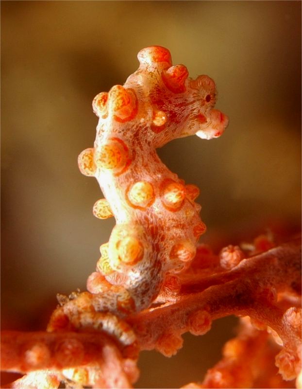 Pygmy Sea Horse