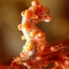 Pygmy Sea Horse