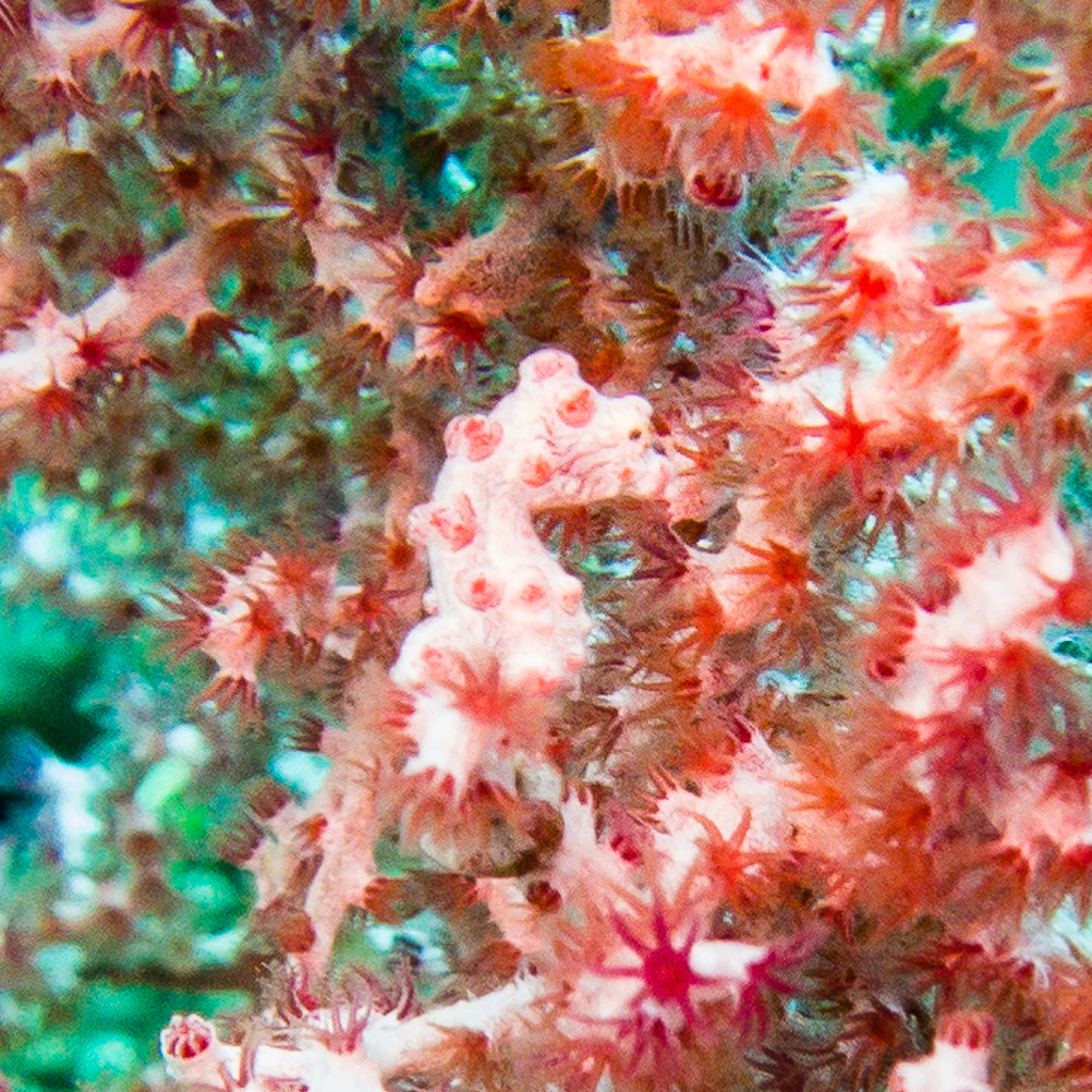 pygmy seahorse