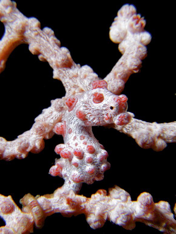 Pygmy Seahorse