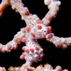 Pygmy Seahorse