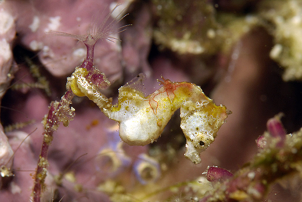 Pygmy Seahorse