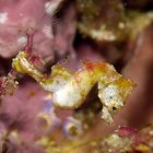 Pygmy Seahorse