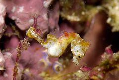 Pygmy Seahorse