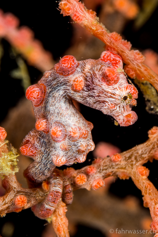 Pygmy Seahorse