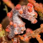 Pygmy Seahorse