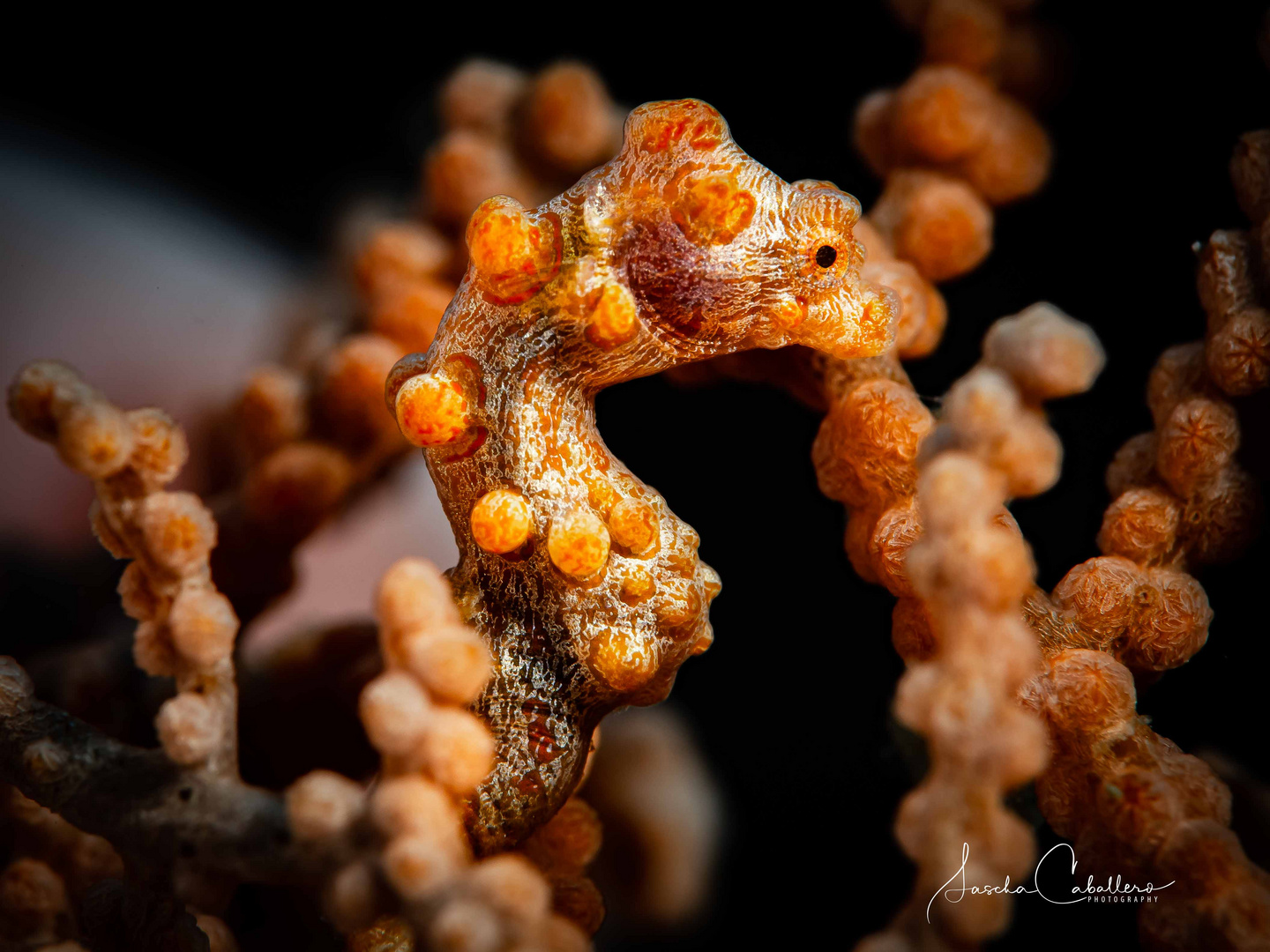 Pygmy Seahorse