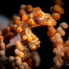 Pygmy Seahorse