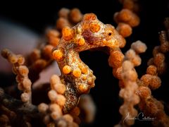 Pygmy Seahorse