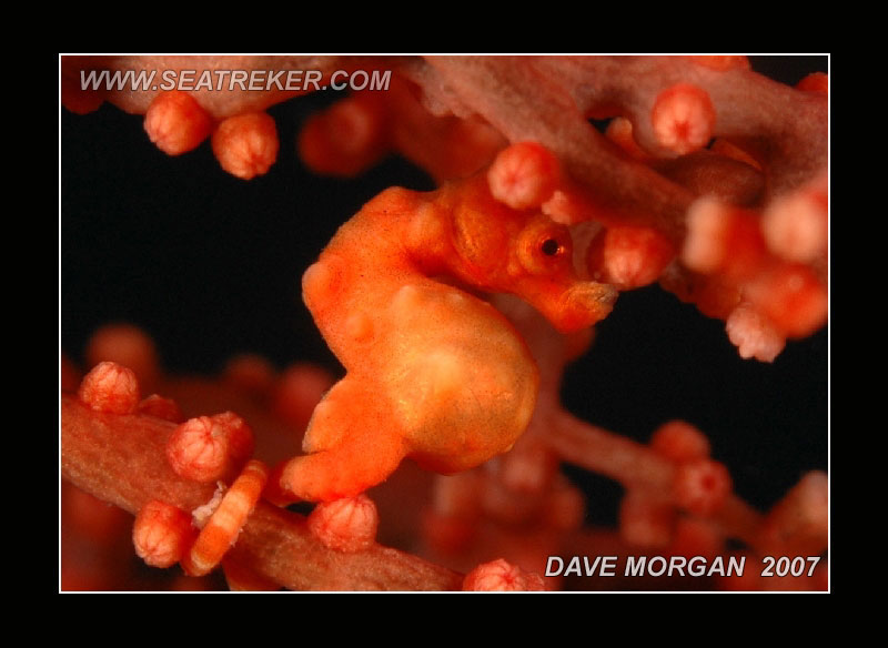 Pygmy Seahorse