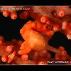 Pygmy Seahorse