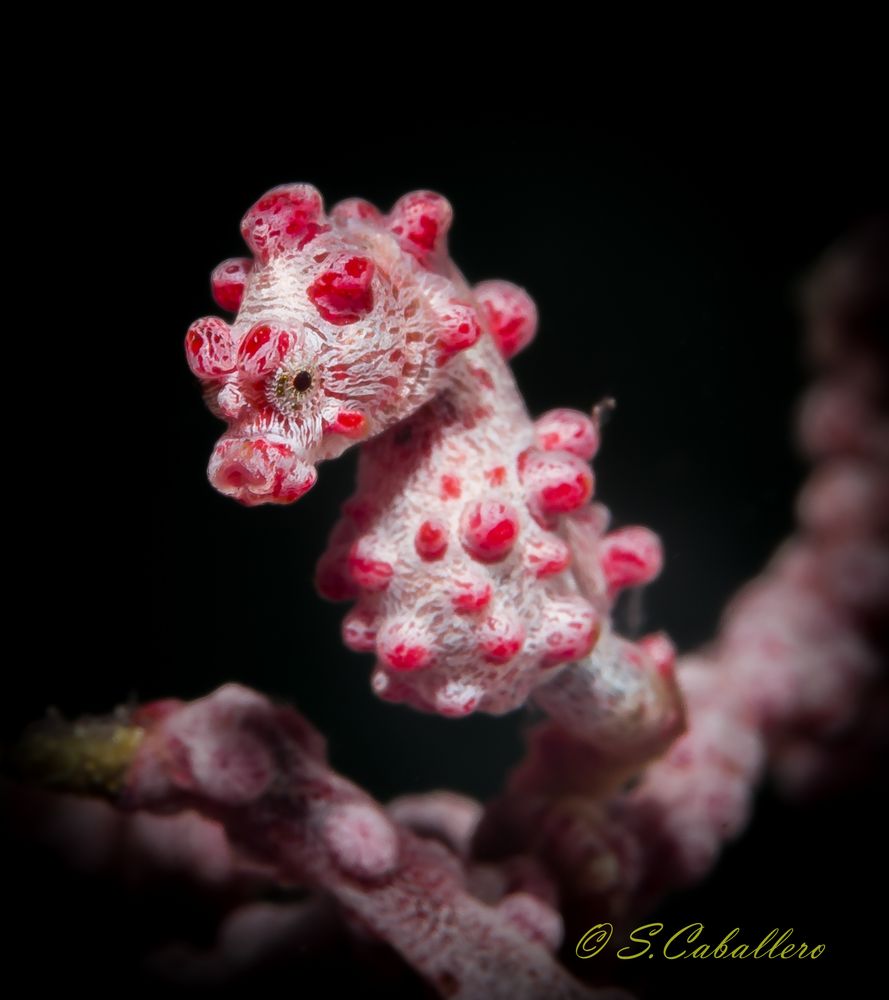 Pygmy-Seahorse