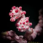 Pygmy-Seahorse