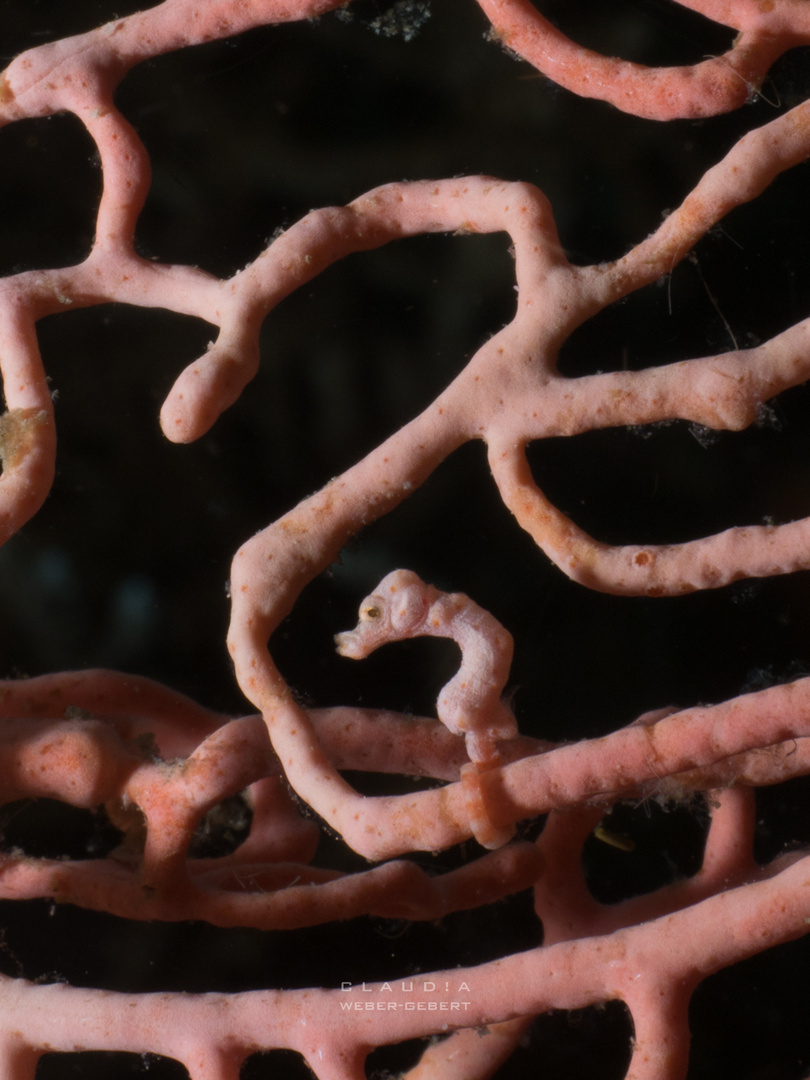 Pygmy seahorse... 