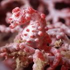 Pygmy Seahorse