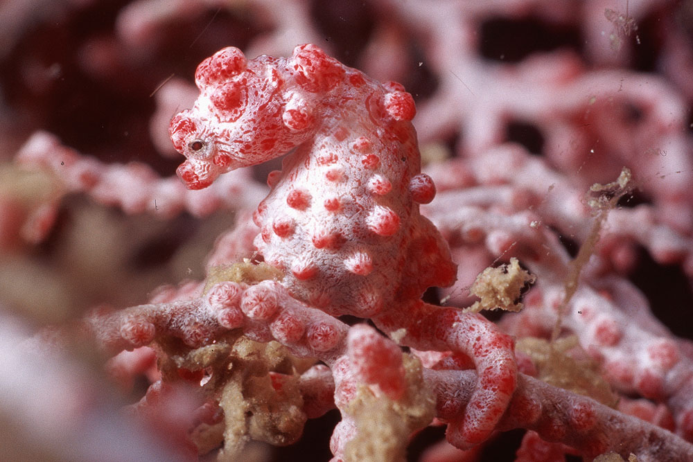 Pygmy Seahorse