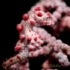 Pygmy Seahorse