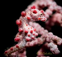 Pygmy Seahorse