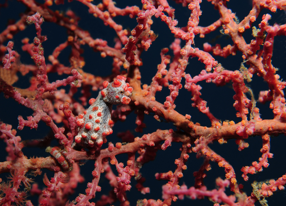 Pygmy Seahorse