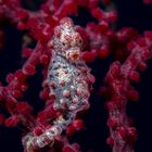 Pygmy Seahorse