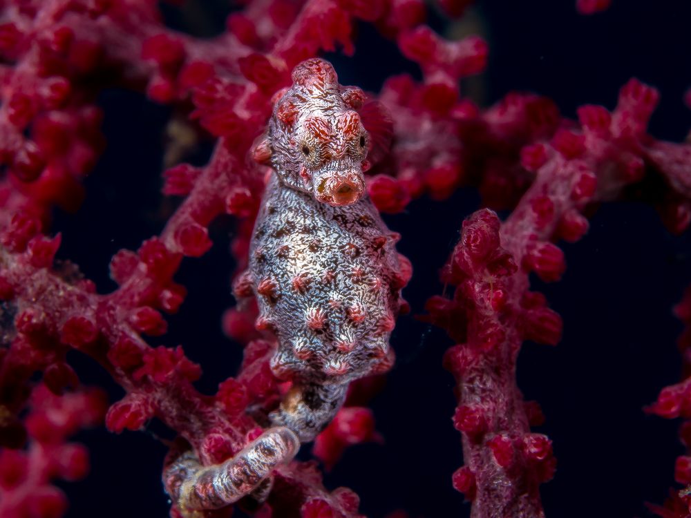 Pygmy Seahorse