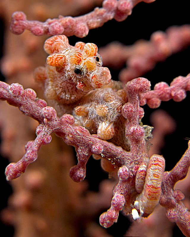 Pygmy Seahorse: Hippocampus Bargibanti