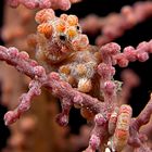 Pygmy Seahorse: Hippocampus Bargibanti