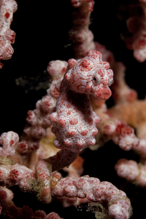 Pygmy Seahorse - Hippocampus bargibanti - Zwerg Seepferdchen