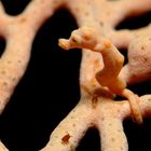 Pygmy Seahorse mit Haustieren