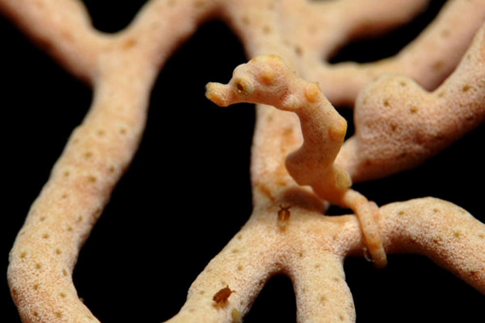 Pygmy Seahorse mit Haustieren