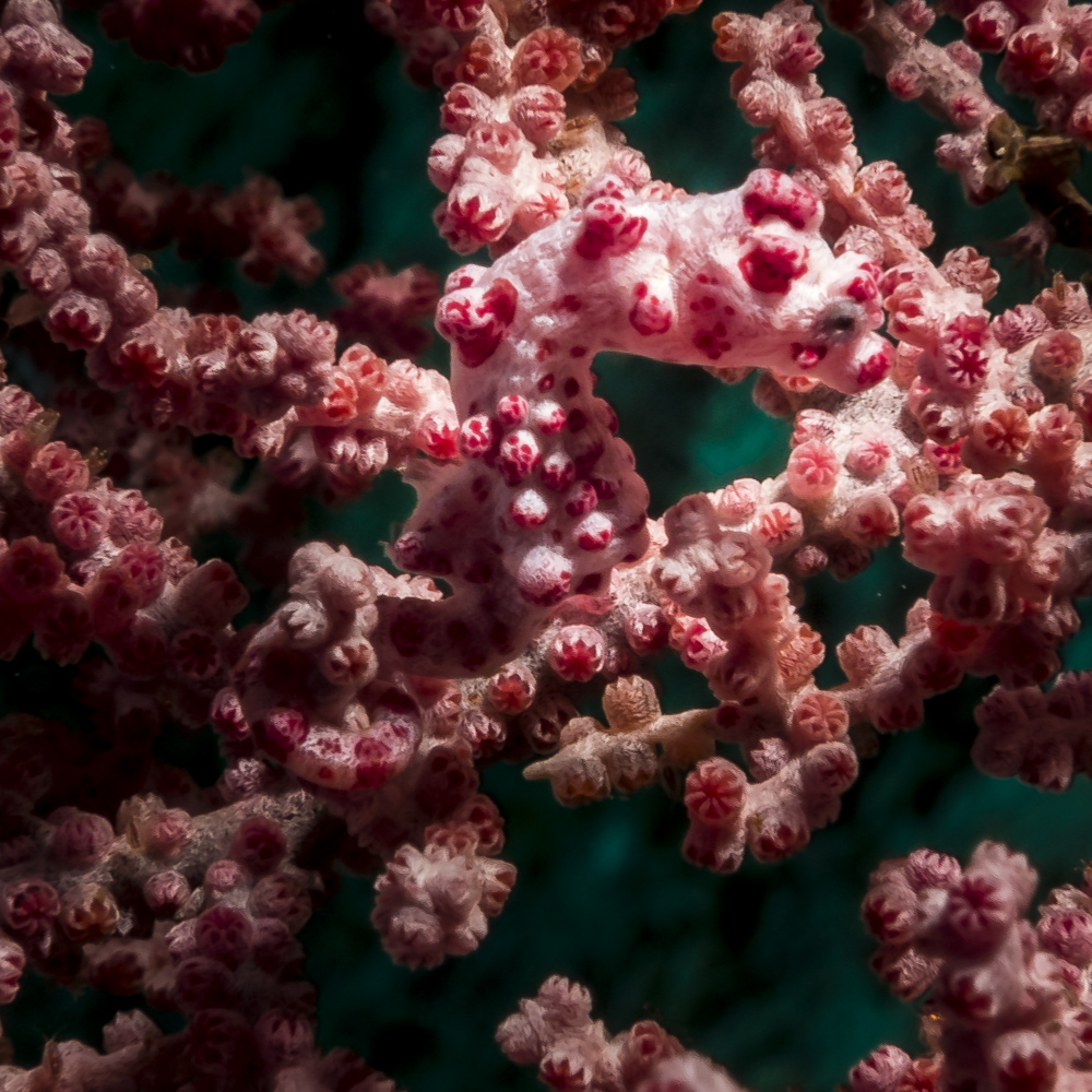 Pygmy seahorse - Pygmäen Seepferdchen