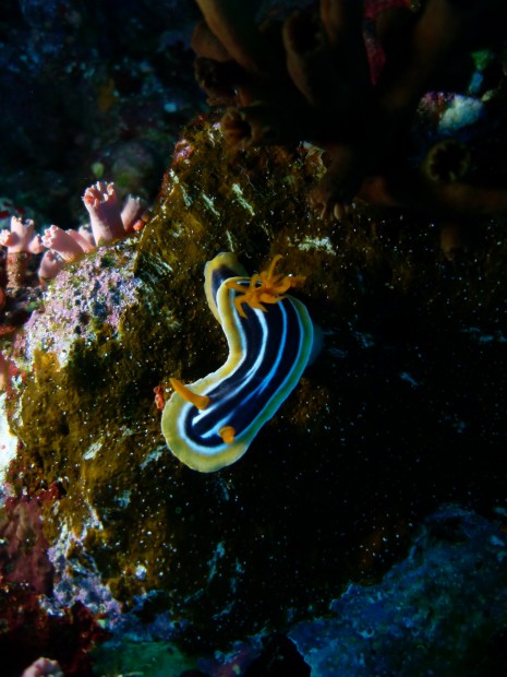 Pyjama- Chromodoris