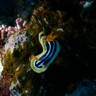 Pyjama- Chromodoris