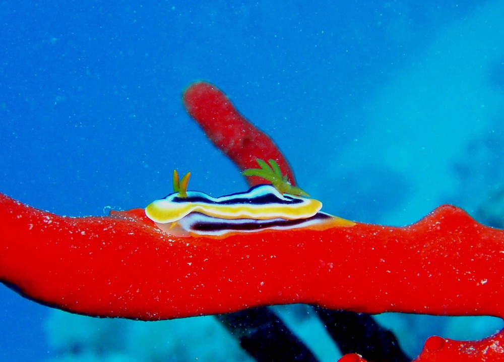 Pyjama-Chromodoris