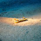 Pyjama-Nacktschnecke im Roten Meer