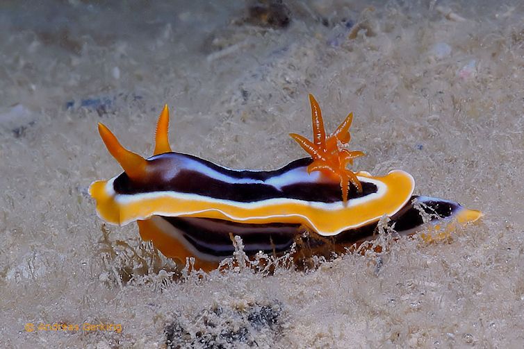 Pyjama Schnecke -Chromodoris quadricolor -