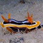 Pyjama Schnecke -Chromodoris quadricolor -