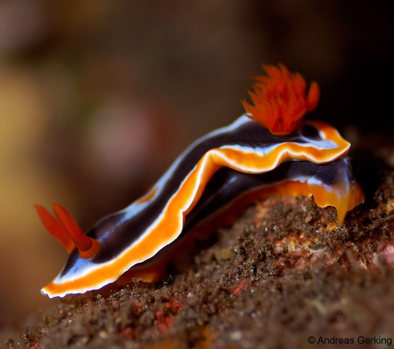 Pyjama Schnecke - Chromodoris quadricolor