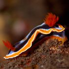 Pyjama Schnecke - Chromodoris quadricolor