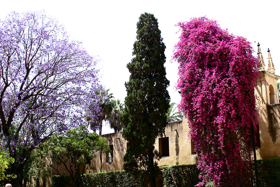 pyracanta et bougainvillier