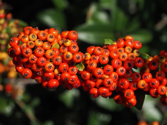 Pyracantha