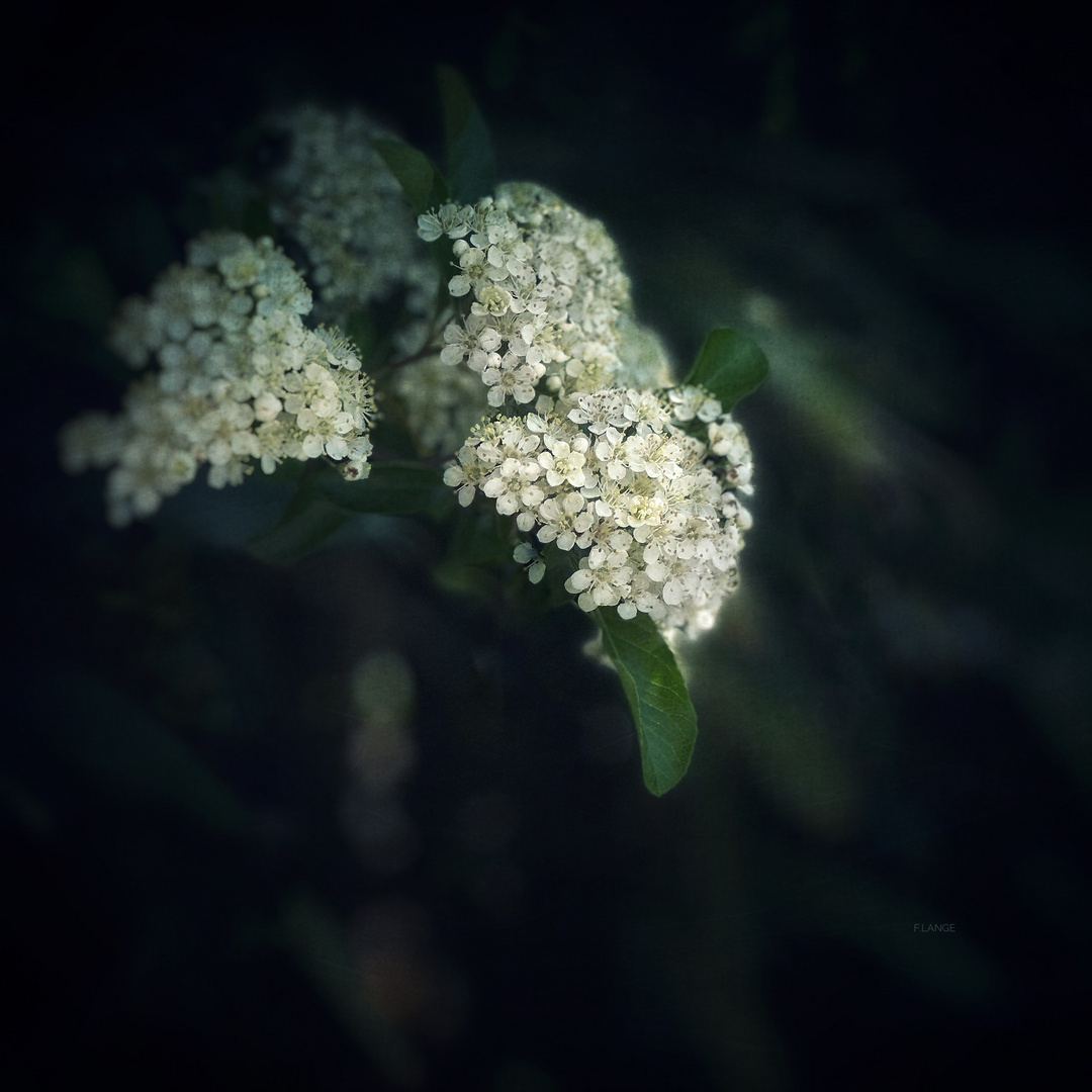 pyracantha…