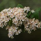 Pyracantha - Feuerdorn...