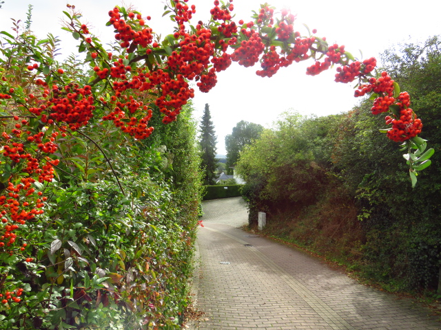 Pyracantha -Feuerdorn