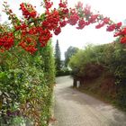 Pyracantha -Feuerdorn