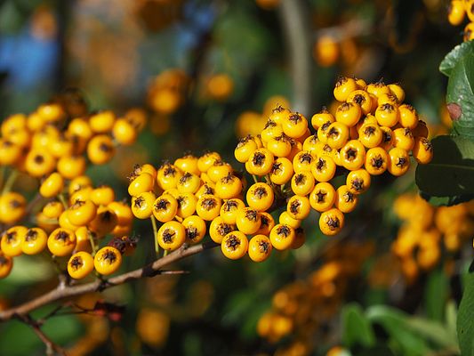 Pyracantha Saphir jaune