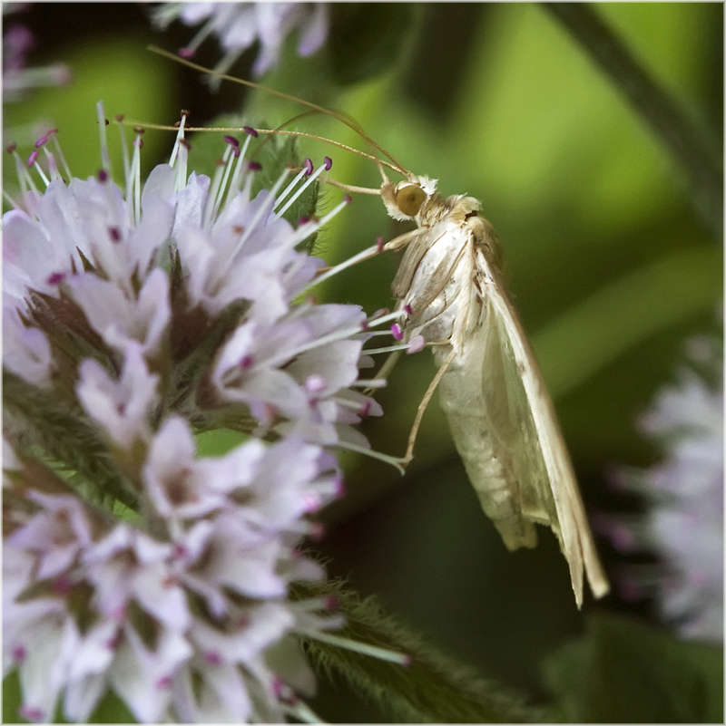 Pyrale du houblon à la menthe sauvage